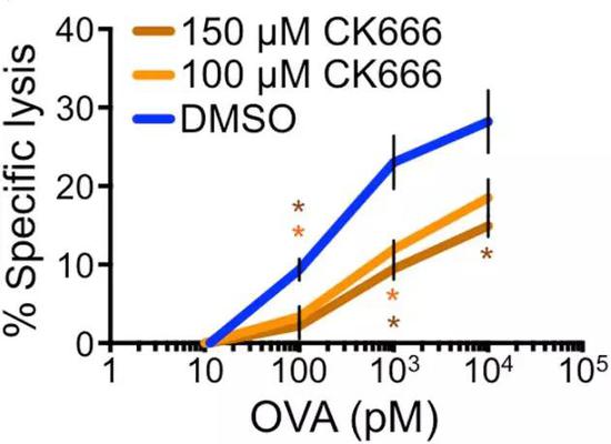 CK666作用下，T細(xì)胞對靶細(xì)胞裂解能力明顯下降